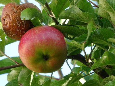 gesunder und fauler Apfel am Baum