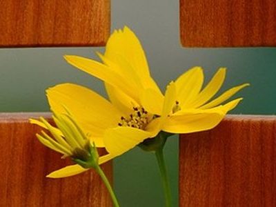 Eine Blume mit einem Kreuz