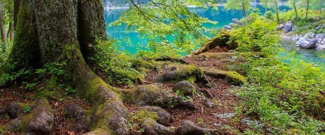 Ein Baum mit festen Wurzeln