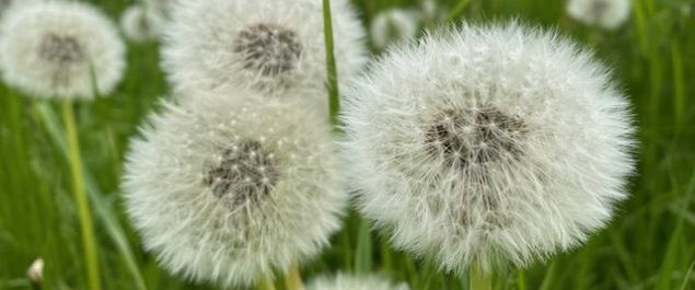 Pusteblumen auf einer Wiese