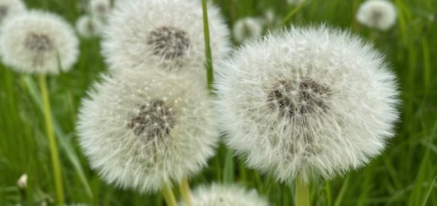 Pusteblumen auf einer Wiese