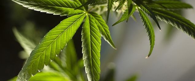 Eine Cannabispflanze.