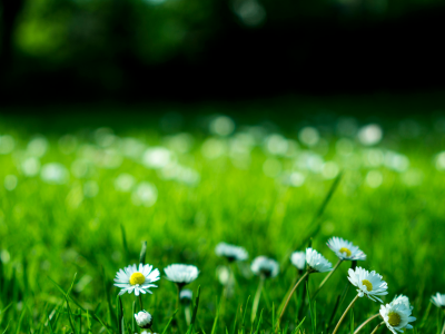 Grüne Wiese mit Gänseblümchen