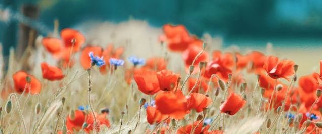 (Foto: Tom Swinnen, pexels.com)